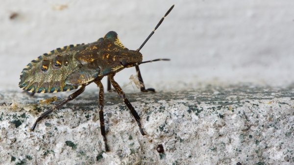 Pourquoi la blatte américaine envahit-elle nos maisons ?