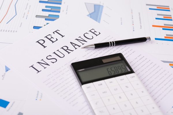 Comprendre les coûts de la mutuelle assurance chat.fr